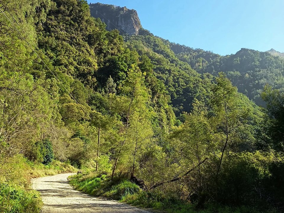 Atmospheric mist swirling through the giant Til and laurel forest of the Nogueira valley