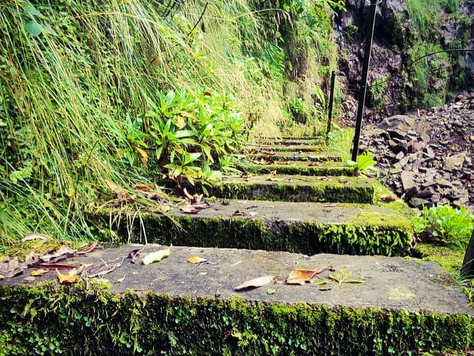 Peaceful woodland trail winding through native laurel forest and ferns in Arco de São Jorge