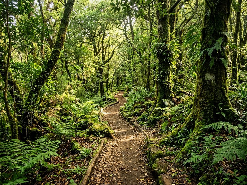 Verdant earthen path winding through native Macaronesian laurel forest in Arco de São Jorge