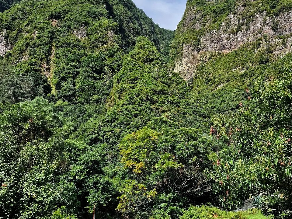 Shaded woodland track lined with giant endemic ferns and moss-draped branches