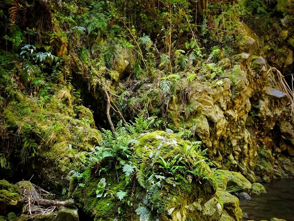 Serene forest glade and towering Laurissilva canopy in the upper basin of Porto Moniz